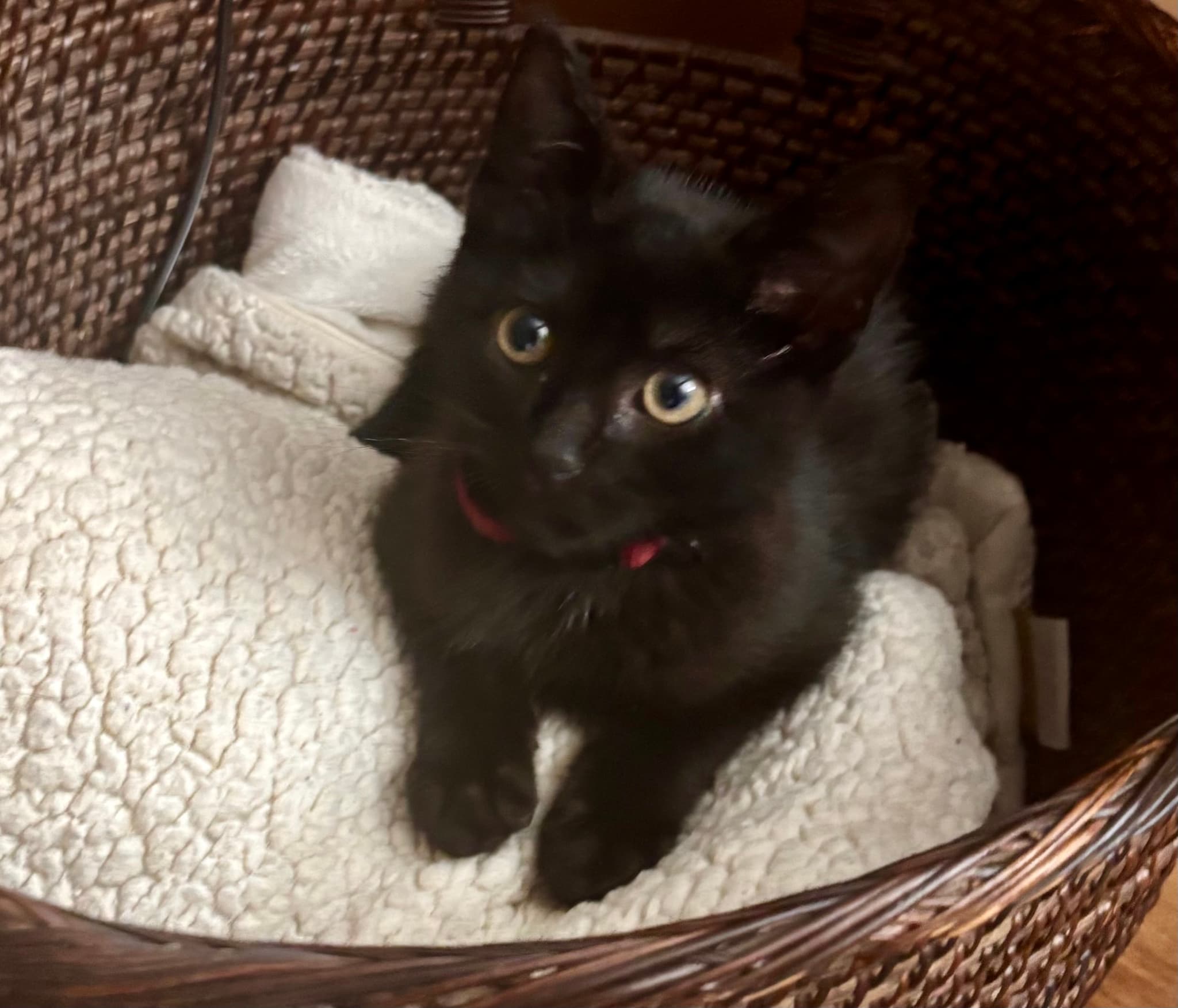 Photo of Atlas