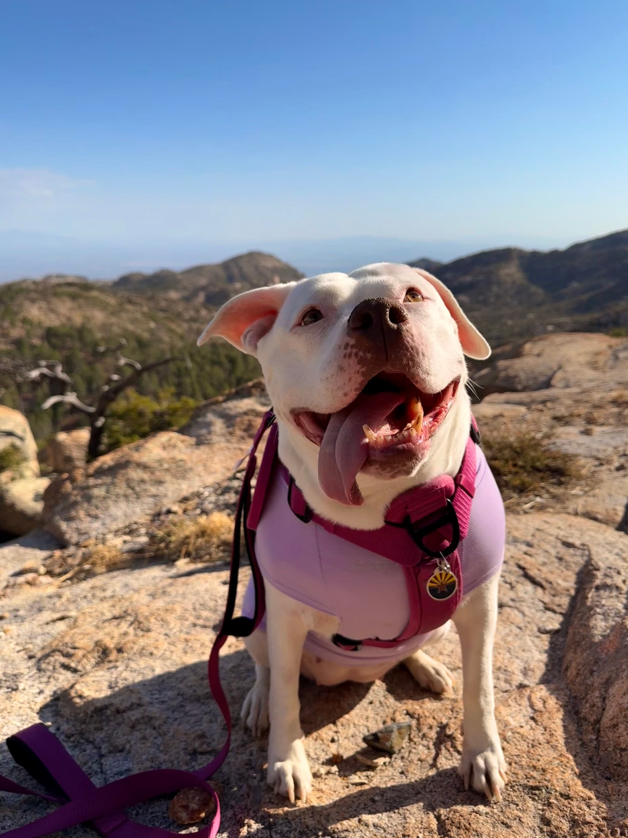 Photo of Nova