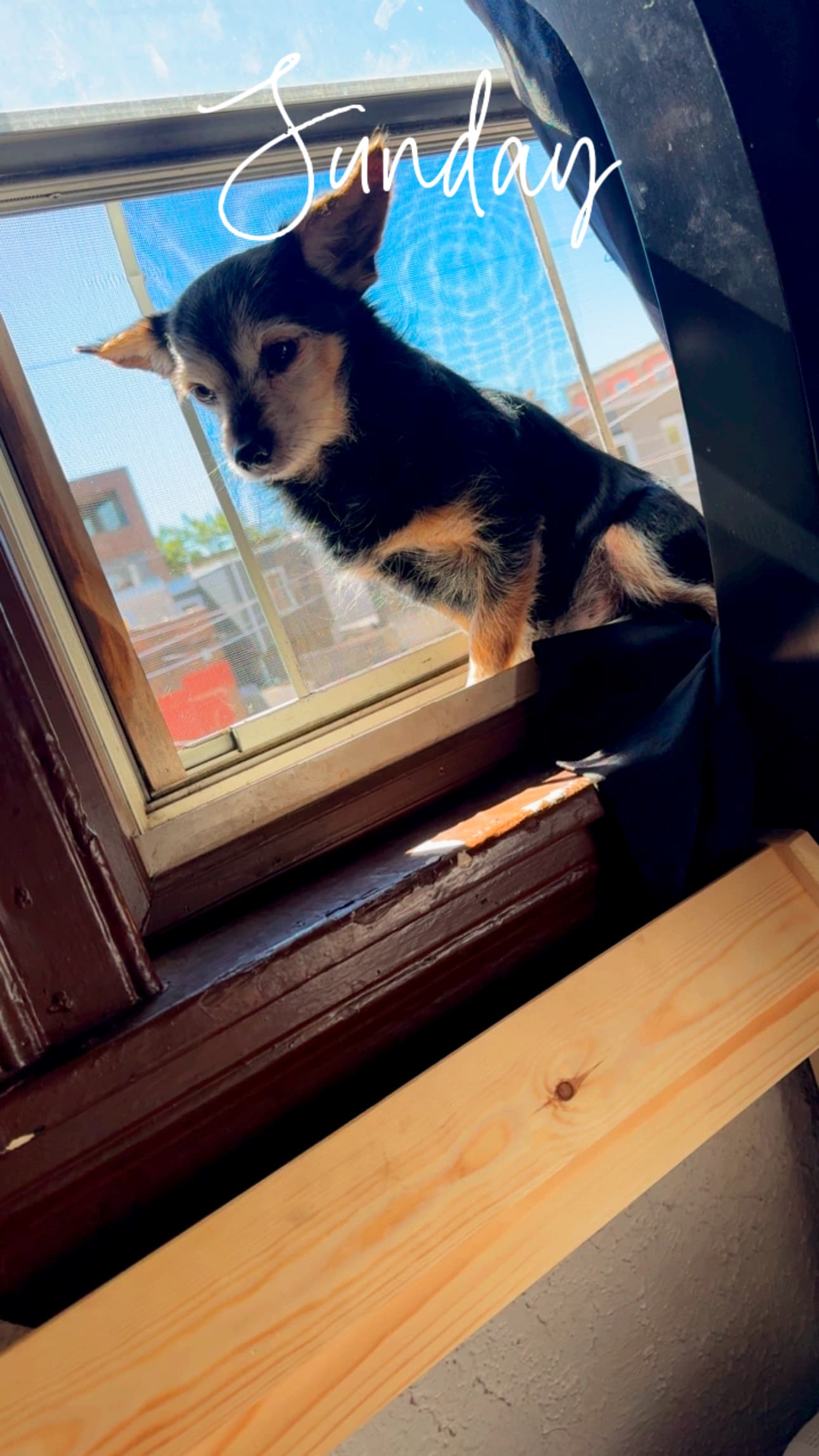 Photo of Chico
