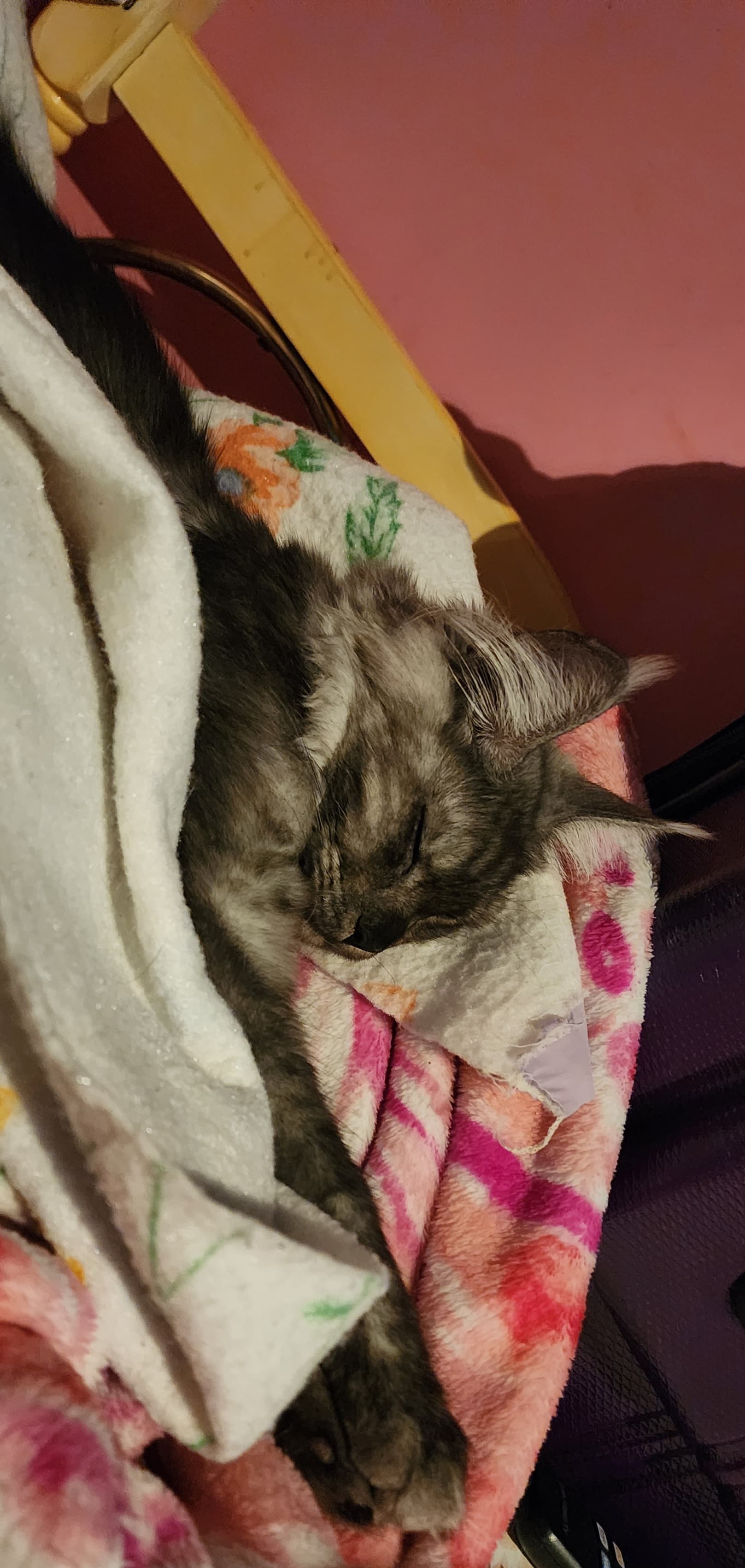 Photo of Jellybean