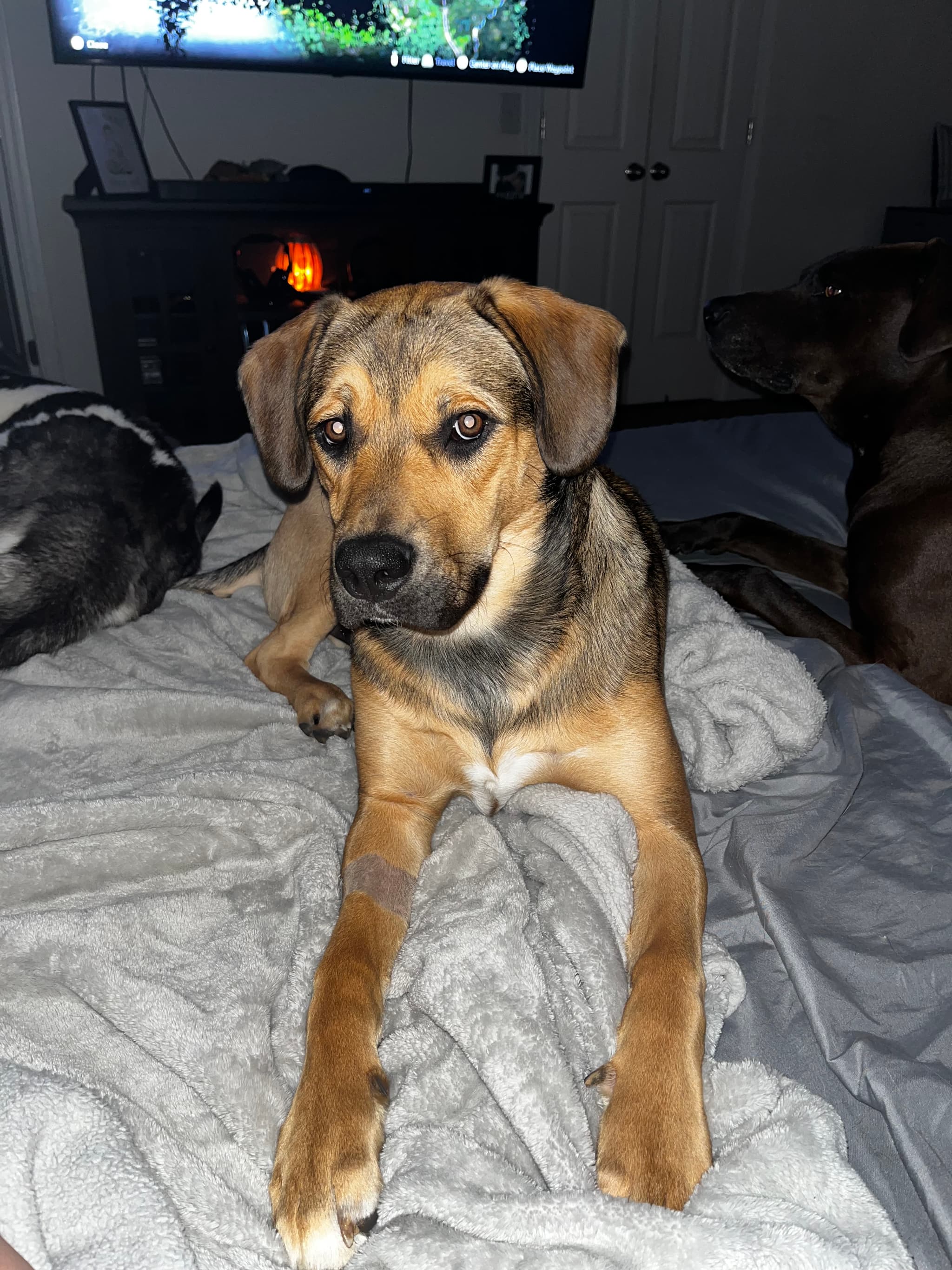 Photo of Mazie
