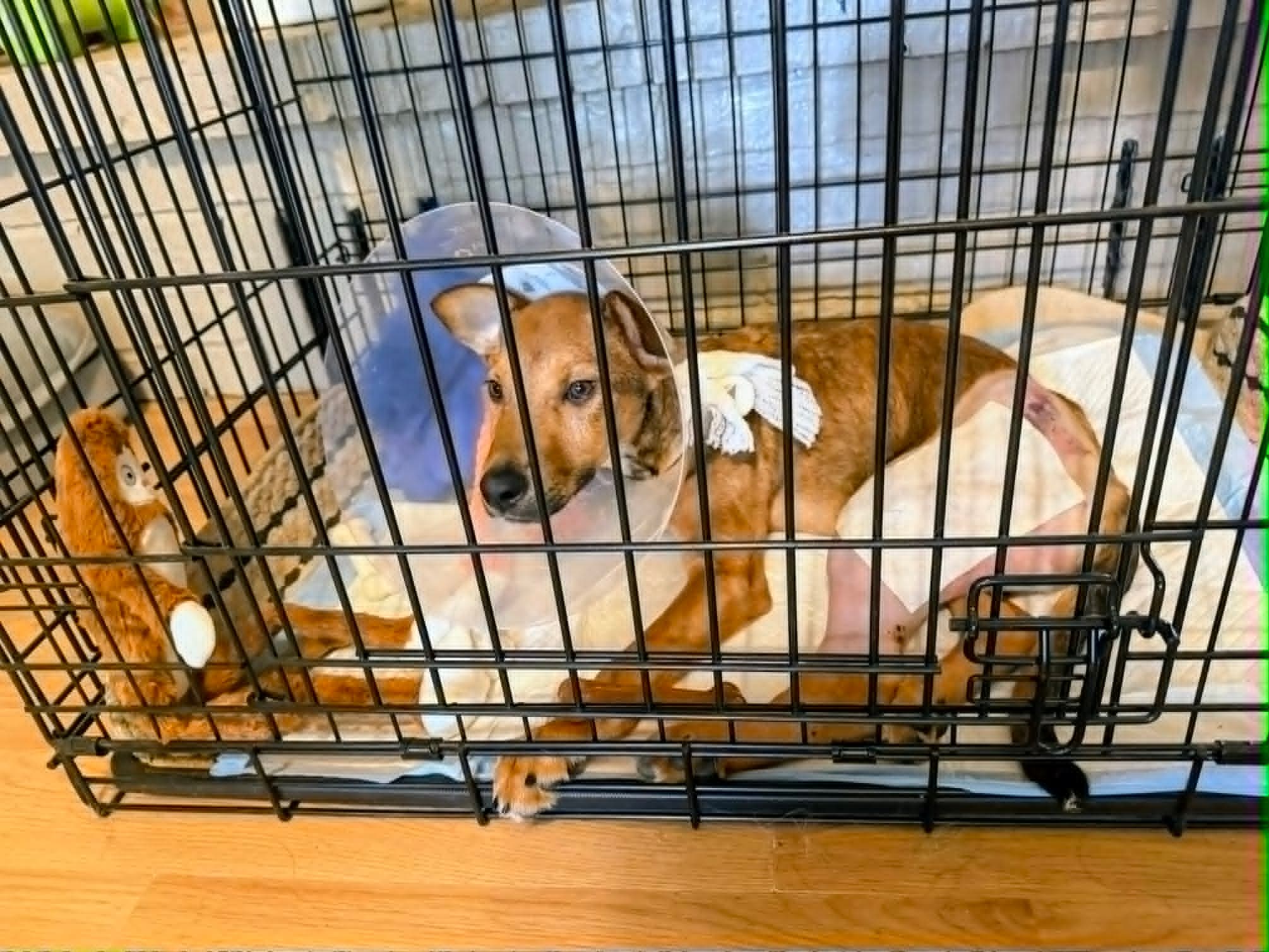 Photo of Bambi