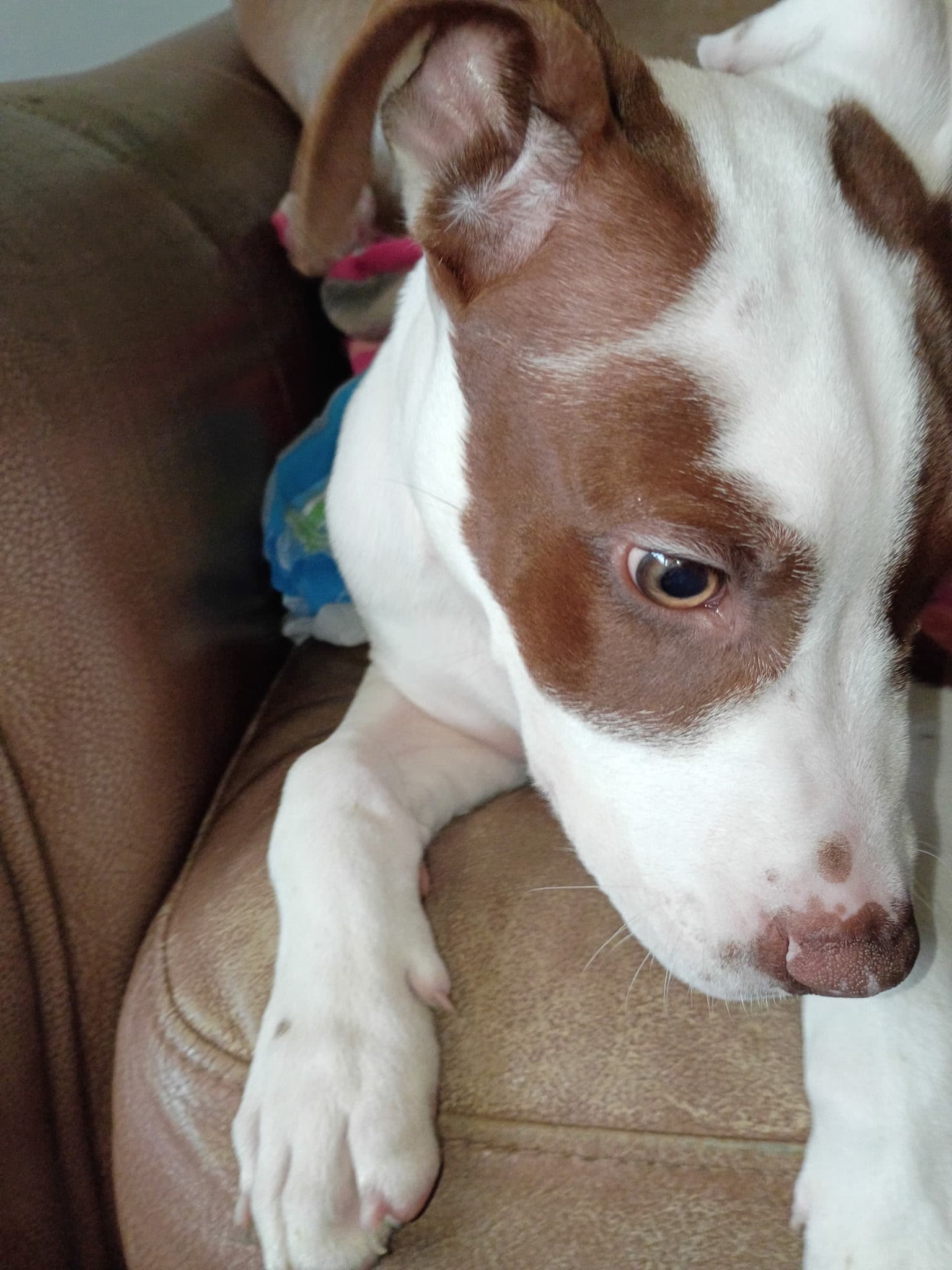 Photo of Draco