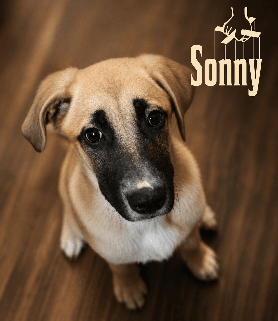 Photo of Sonny