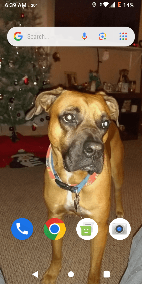 Photo of Yogi