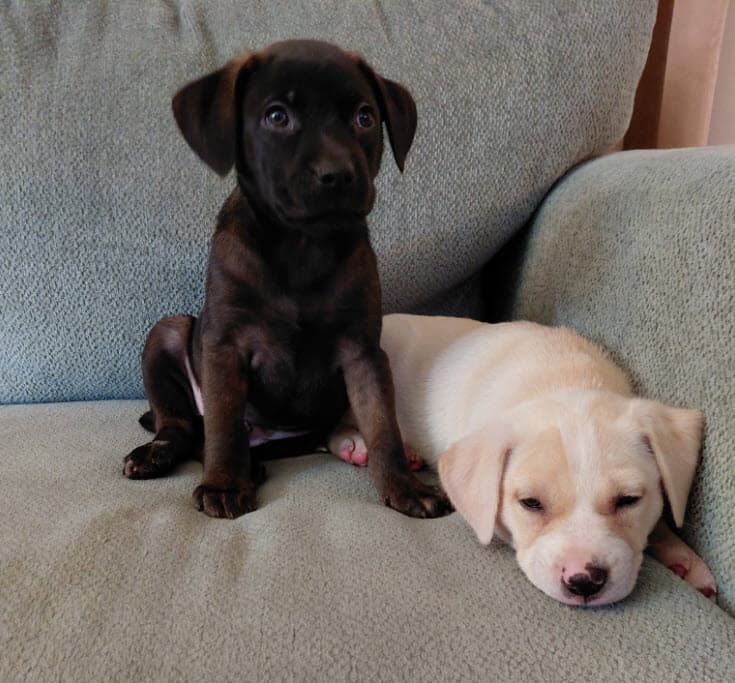 Photo of Mascot Litter (5 girls, 3 boys)