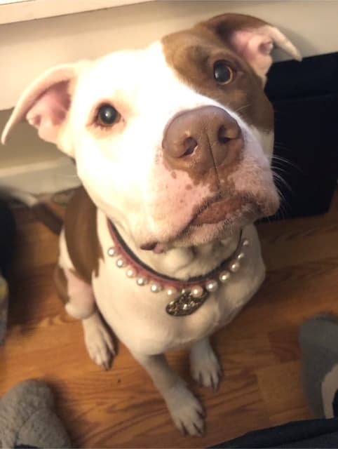 Photo of Honey