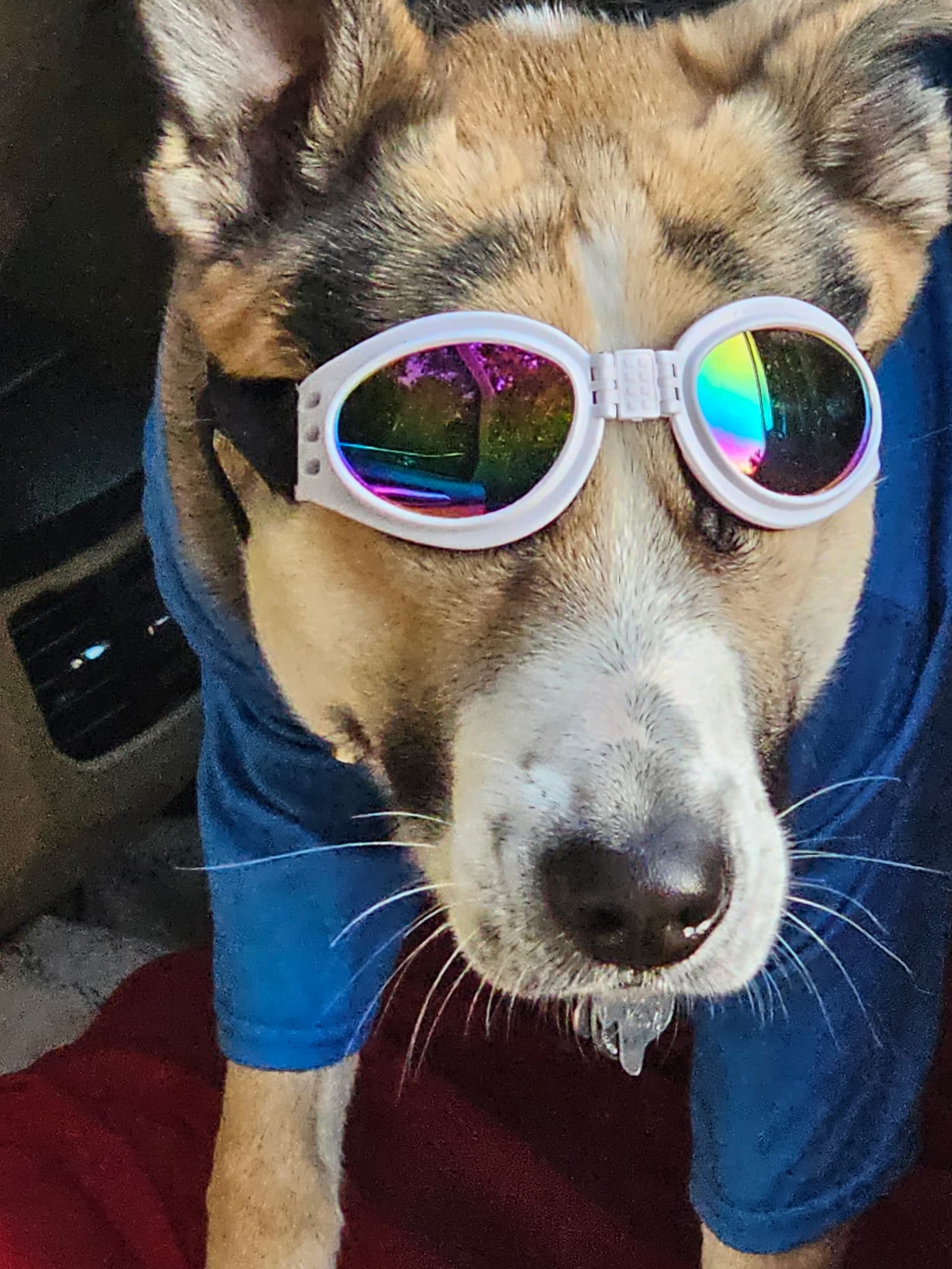 Photo of Blaze