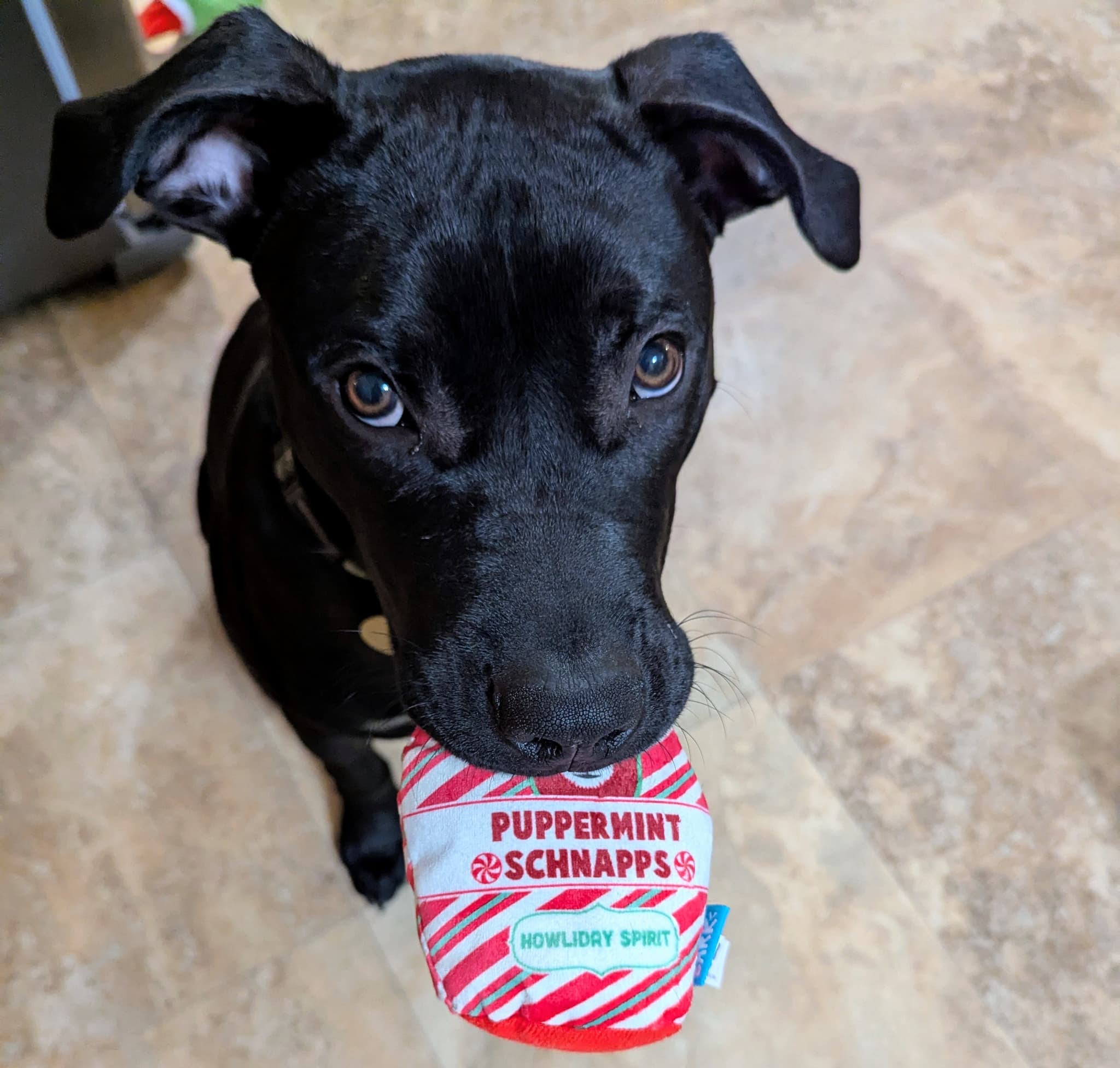 Photo of Pickle