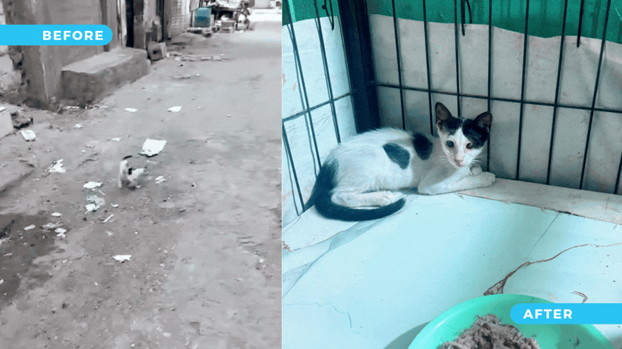 Penelope Got Her Second Chance. Help Give One to the Next Animal In Need.