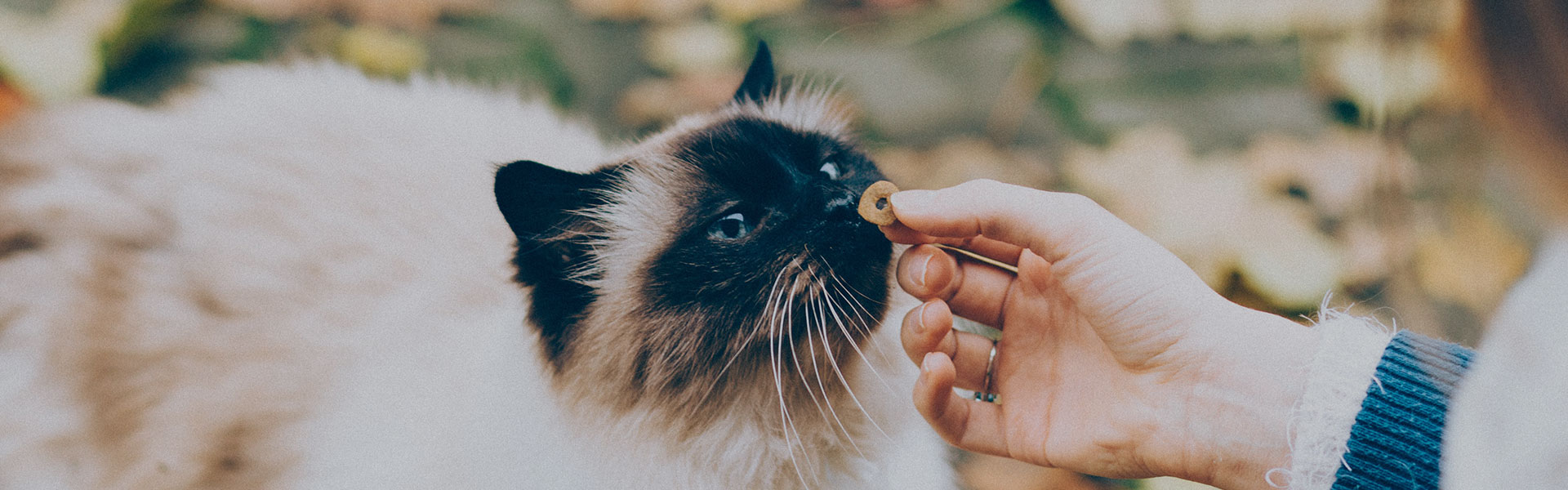 Waggle Wellness: Feeding Your Cat