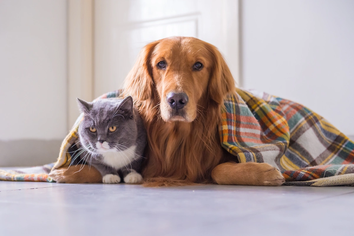 The Dos and Don’ts of Feeding Your Pet Human Food