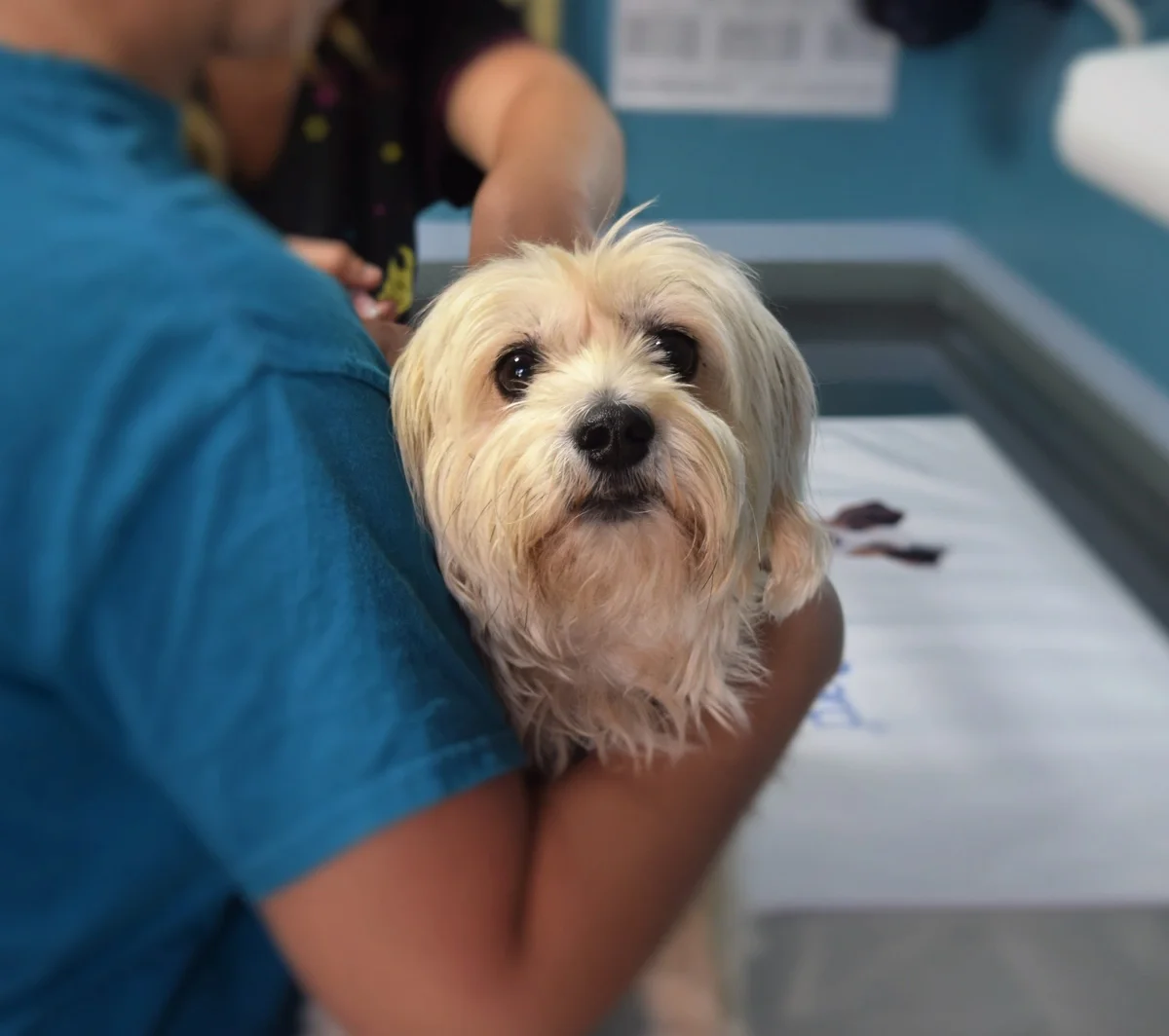 Why is veterinary care so expensive, and can you negotiate fees?