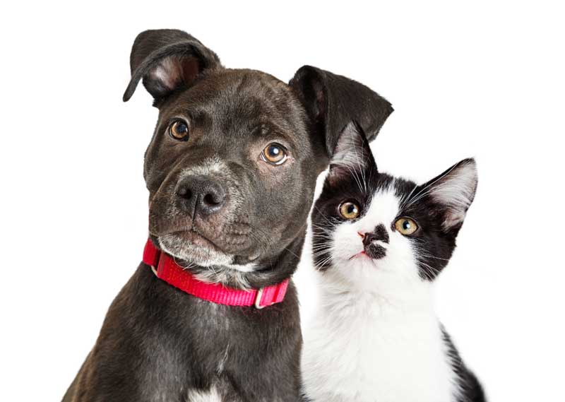 A dog with its family