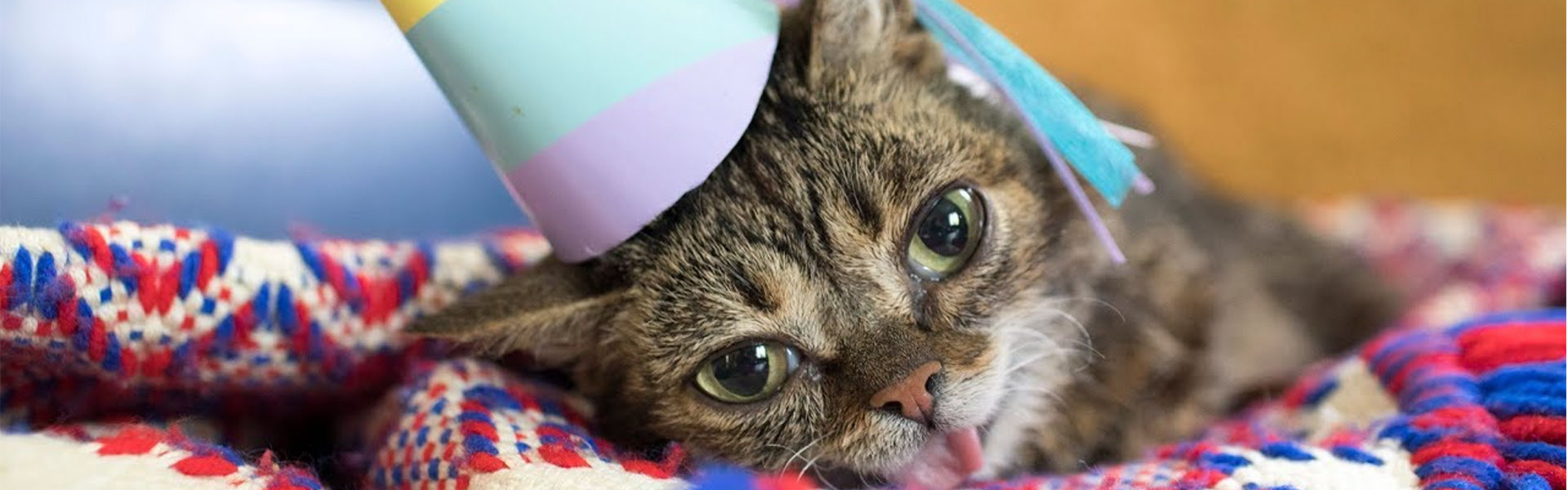 Join This BIG Celebration for Lil BUB!