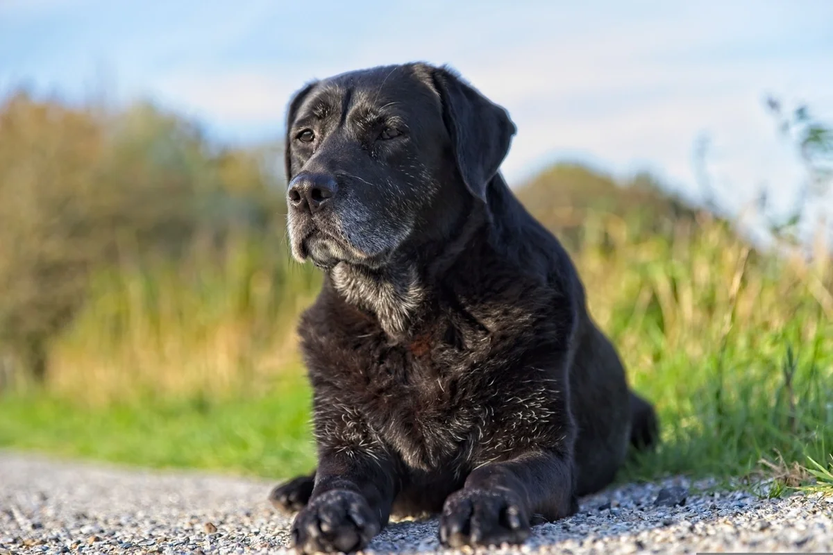 Planning for the Long Haul: How Pet Insurance Supports Lifelong Care