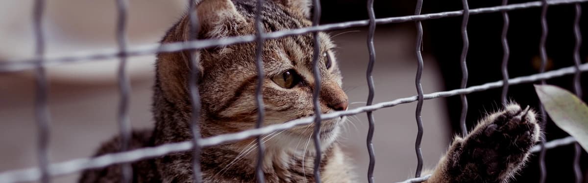 Challenges Facing Cat Rescuers and a New Solution to Save Lives