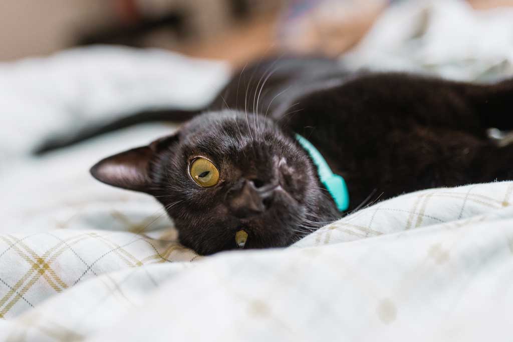 A Safety Net for Pets That Benefits Veterinary Practices, Rescues, and Shelters