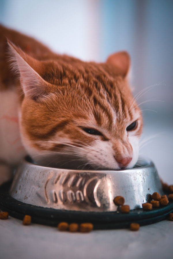 A cat with its food