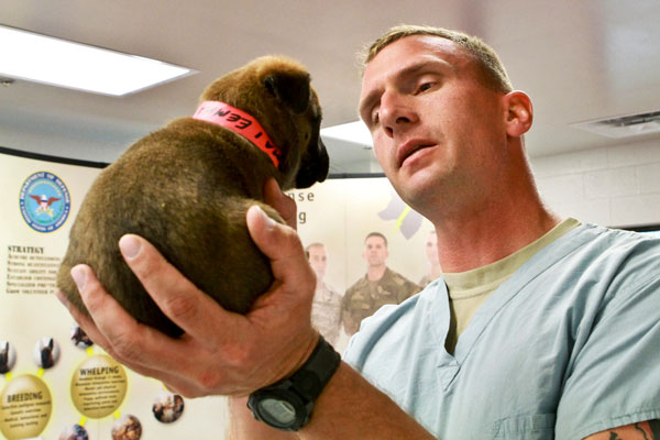 The Cost of Caring For Your Pets While in The Military