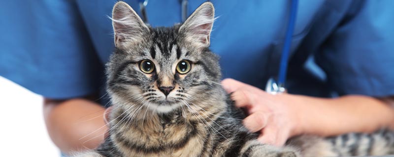How to Find Emergency Help for Vet Bills