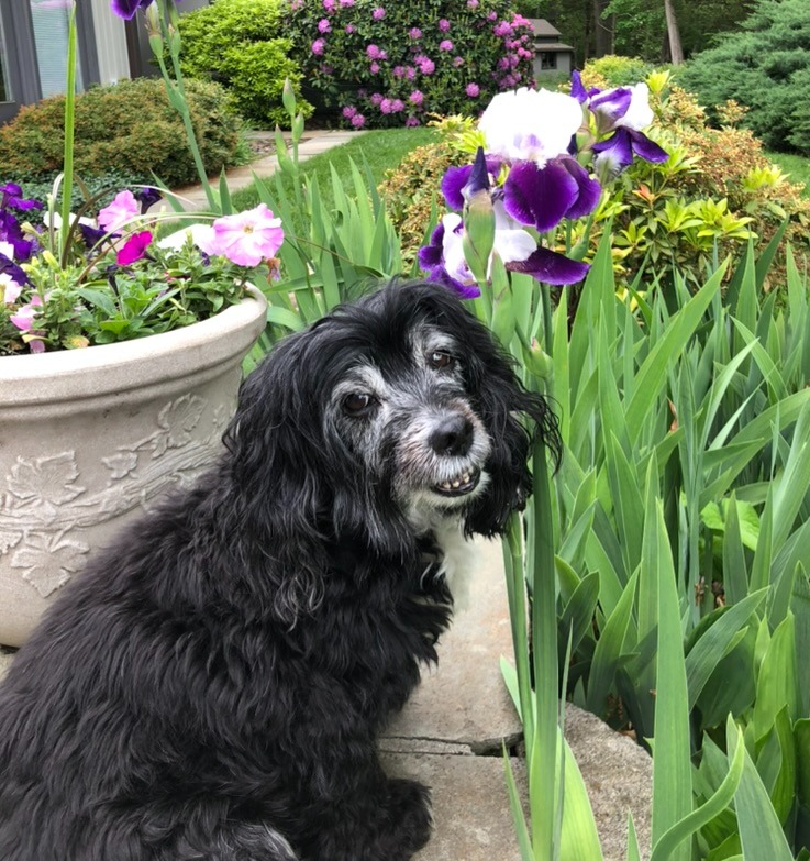 Gracie