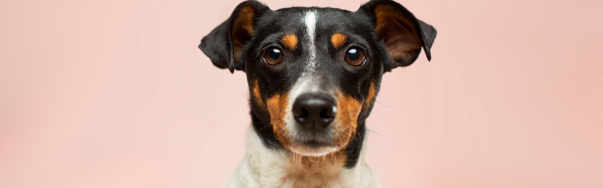 Successful Crowdfunding Tips for Your Pet
