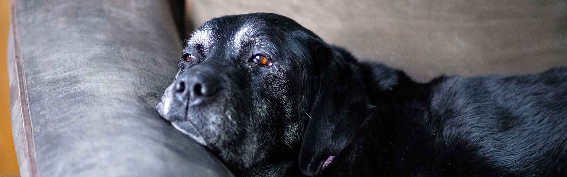 Caring For Your Senior Dog