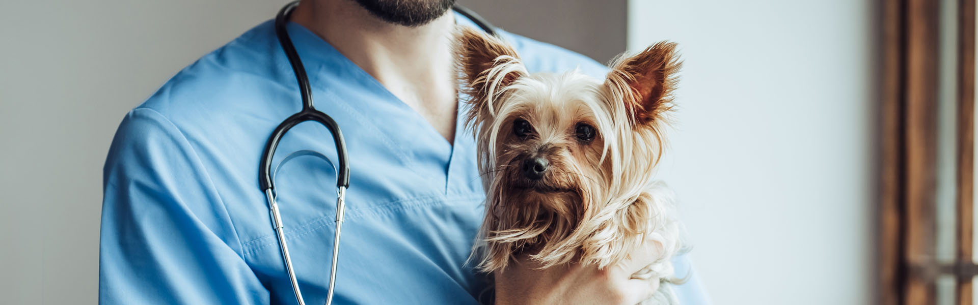 Small Animal Veterinary Assistance for Disease and Surgeries