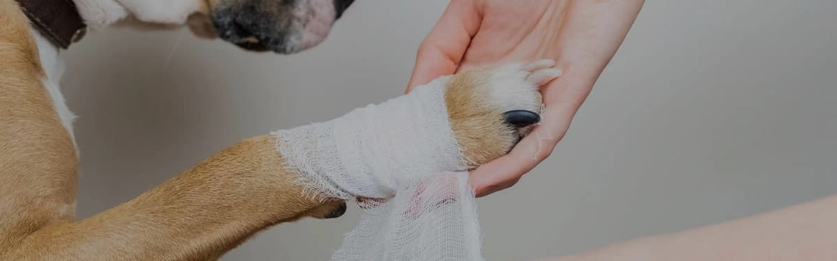 First-Aid Tips for Emergency Pet Care