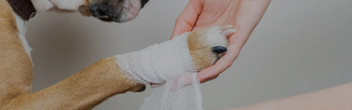 First-Aid Tips for Emergency Pet Care