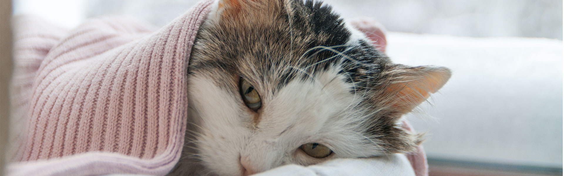 Tips for Dealing with Your Pet’s Cancer Diagnosis