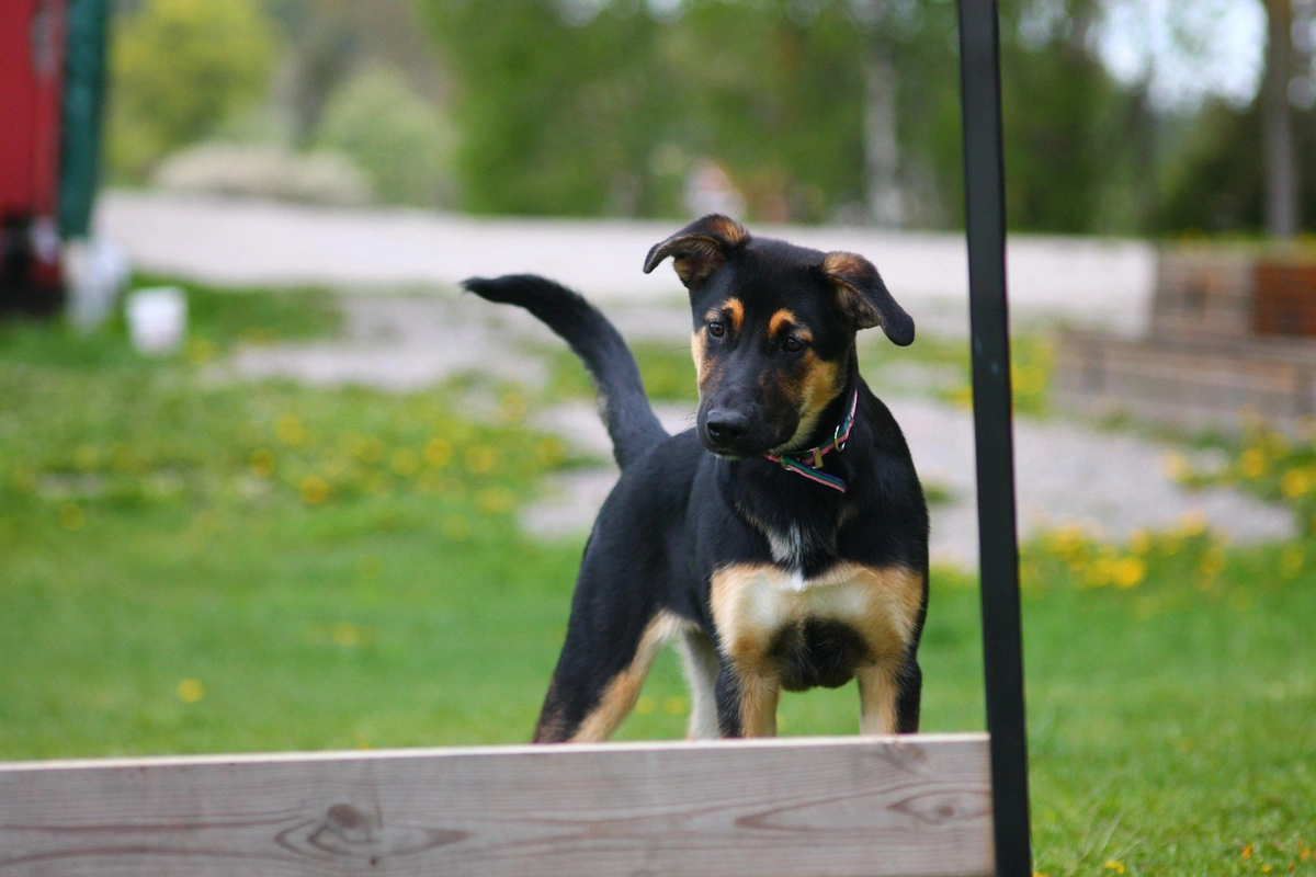 How to Create a Pet-Friendly Home