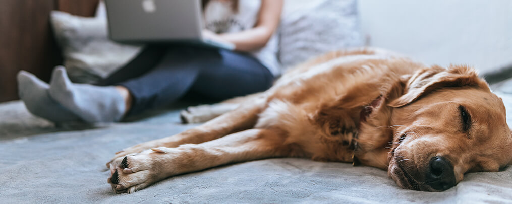Boost Your Pet's Campaign with Media Coverage