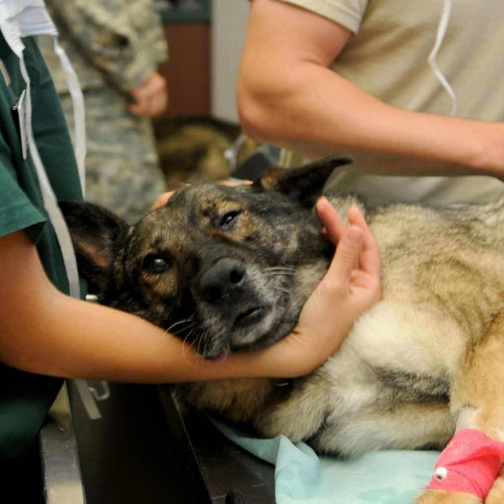 A senior dog