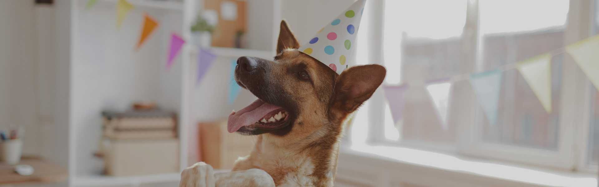 Five-Year Waggle Foundation Birthday
