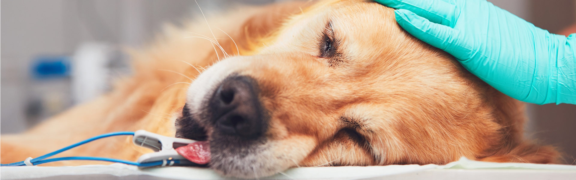 Help! I Can't Afford My Pet's Veterinary Care