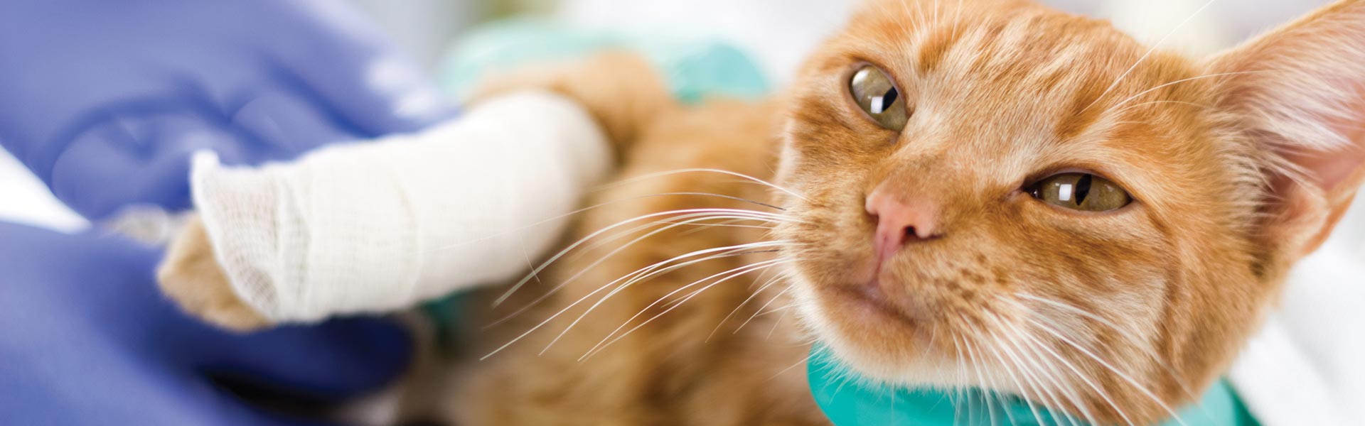 Crowdfunding: An Easy Solution for Paying Your Pet's Surgery Bill