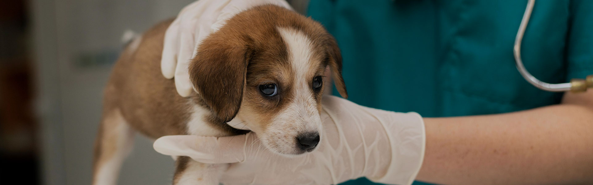 Financial Assistance: Options for Help With Emergency Pet Care