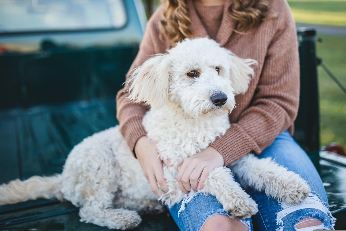 Why Asking Strangers to Help Save Your Pet Feels Wrong (And Why You Should Do It Anyway)