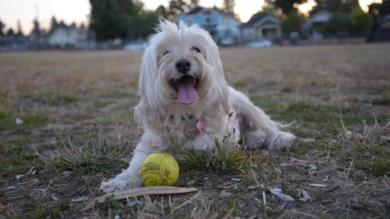 Waggle Success Story: Meet Lulu