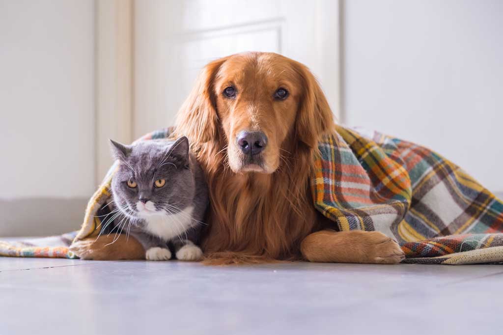 How to Jumpstart Your Pet's Waggle Campaign on Social Media