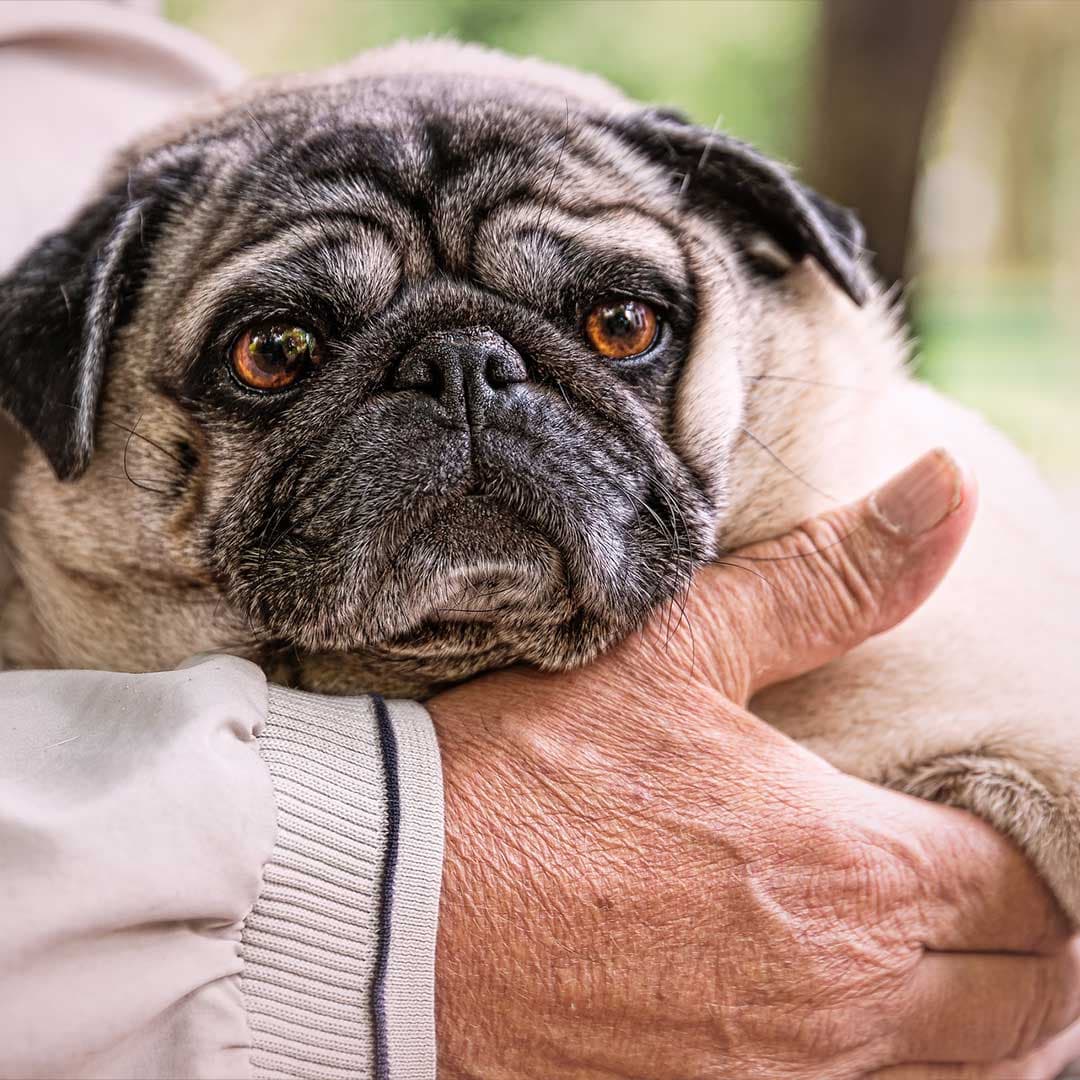 A small companion dog