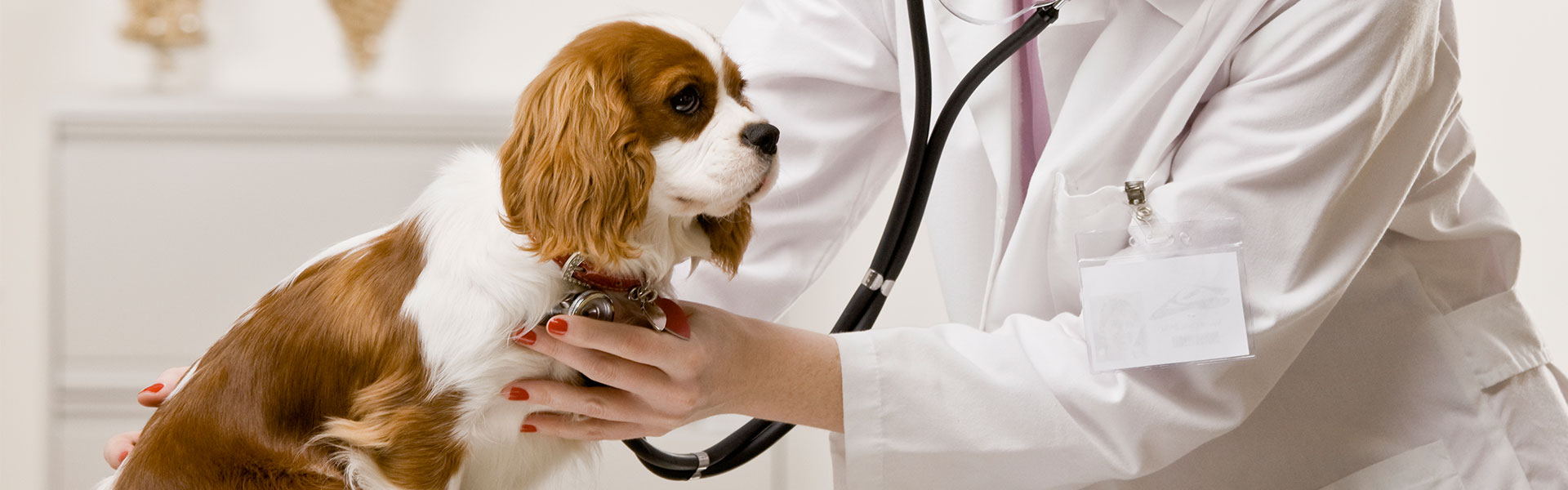 The Top 10 Pet Toxins of 2021