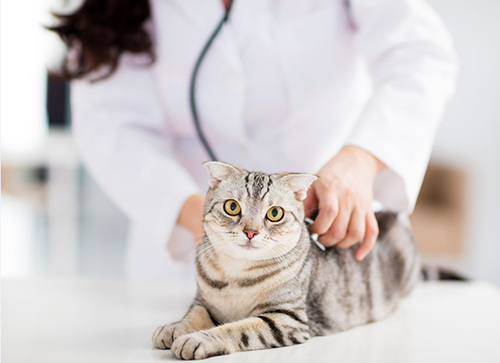 A pet receiving veterinary care