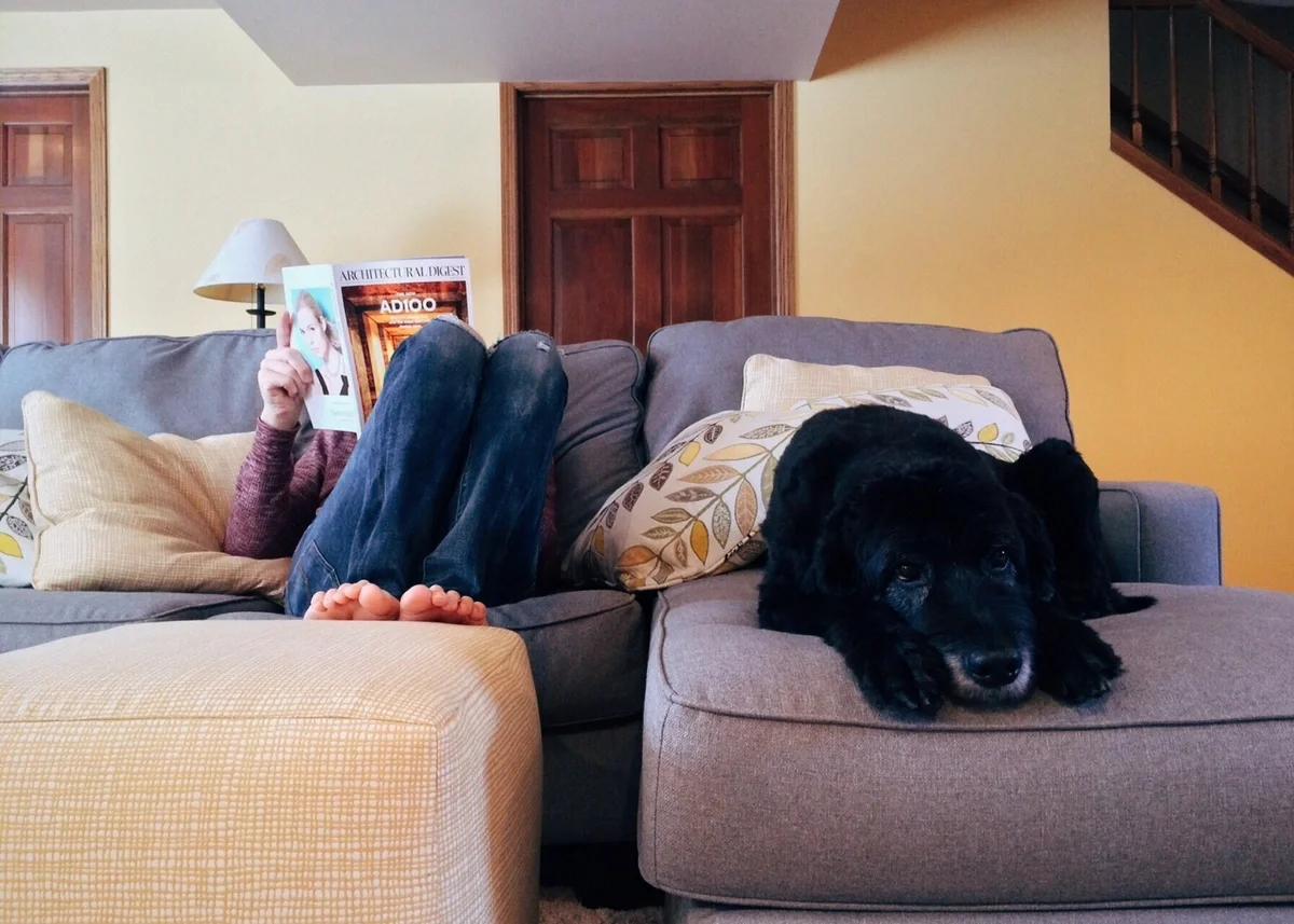 How to recognize Signs of Carbon Monoxide Poisoning In Your Pet