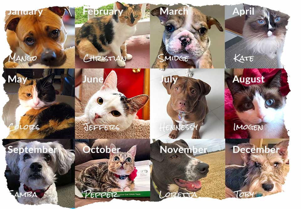 Waggle helps pets in need
