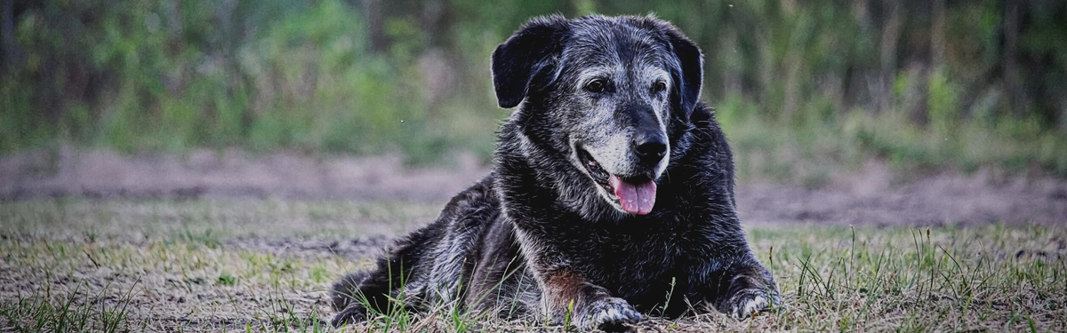 Caring For Old Dogs To Keep Them Healthy and Happy