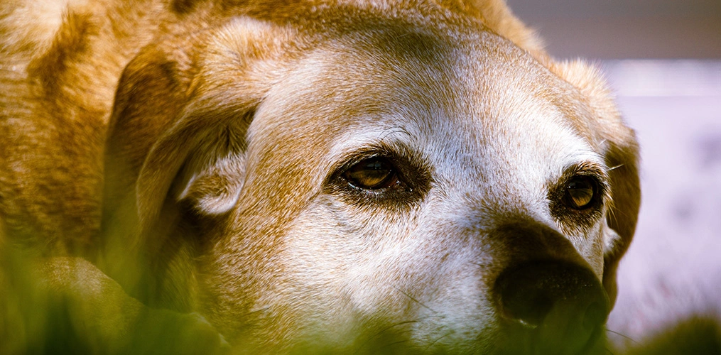 A senior pet at a veterinary checkup