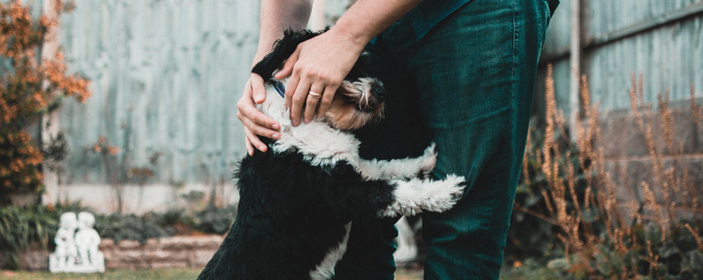 Will the Explosion of Pandemic Pet Adoptions End?